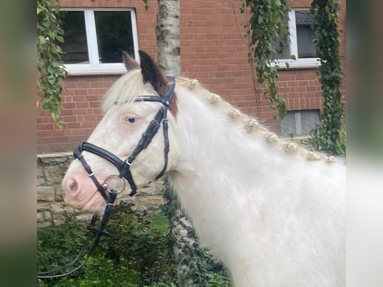 Cob Gelding 6 years 13,1 hh Pinto in Hopsten