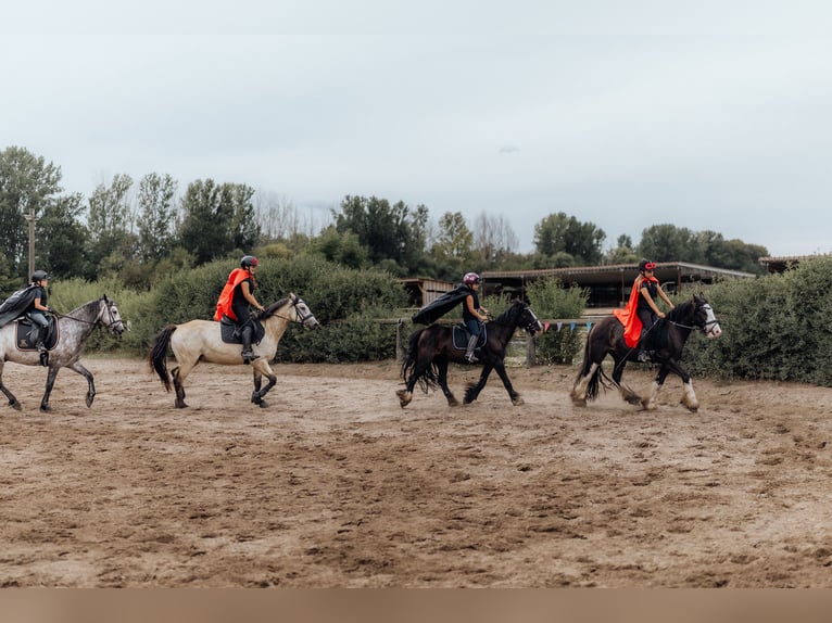 Cob Mix Gelding 6 years 13.2 hh Black in Trebbin