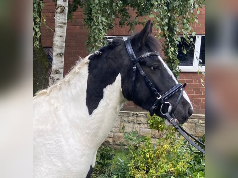 Cob Gelding 6 years 13,2 hh Pinto in Hopsten