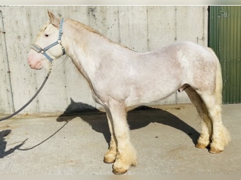 Cob Gelding 6 years 14,1 hh Gray-Red-Tan in Sligo