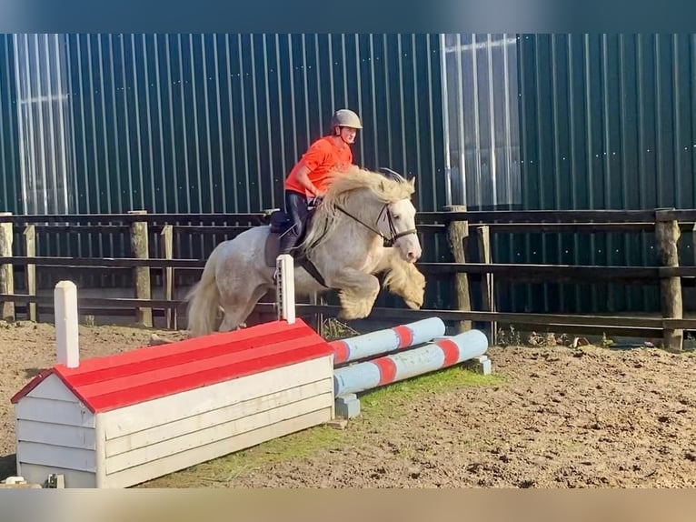 Cob Gelding 6 years 14,1 hh Gray-Red-Tan in Sligo