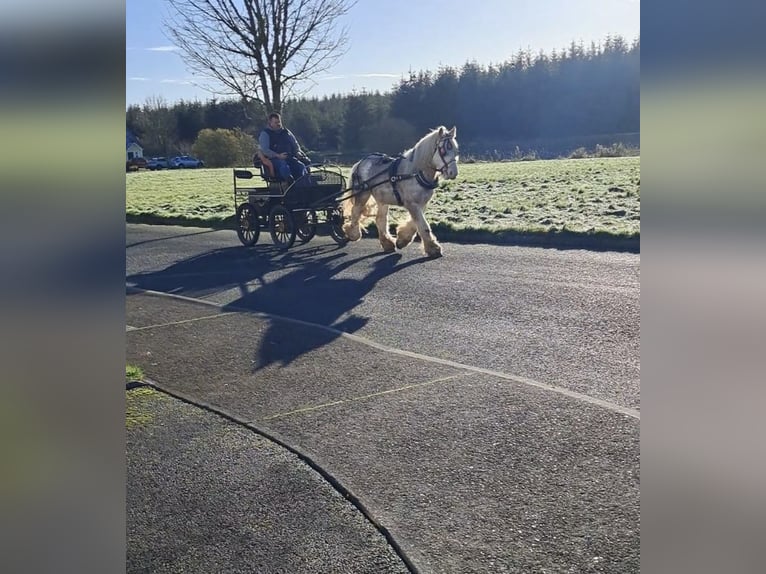 Cob Gelding 6 years 14,1 hh Gray-Red-Tan in Sligo