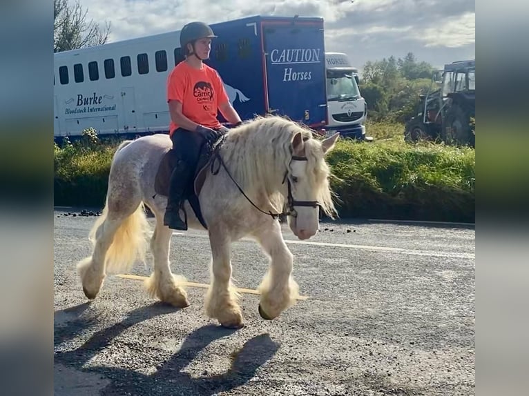 Cob Gelding 6 years 14,1 hh Gray-Red-Tan in Sligo