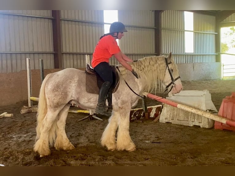 Cob Gelding 6 years 14,1 hh Gray-Red-Tan in Sligo