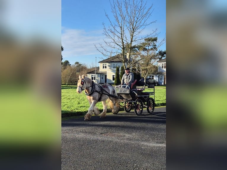 Cob Gelding 6 years 14,1 hh Gray-Red-Tan in Sligo