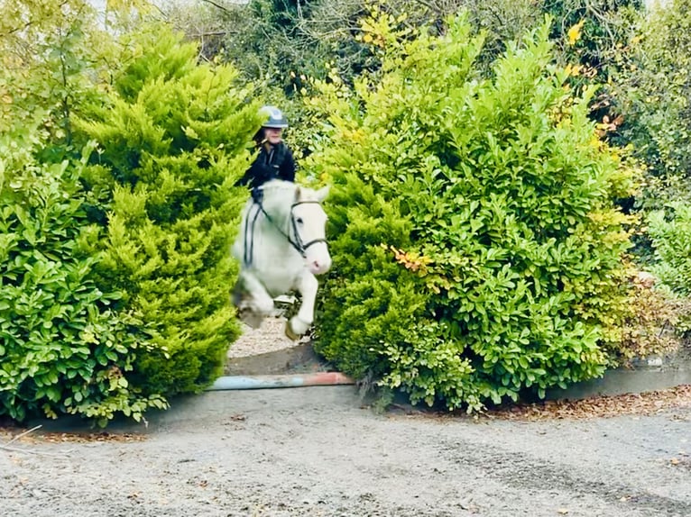 Cob Gelding 6 years 14,3 hh Gray in Mountrath