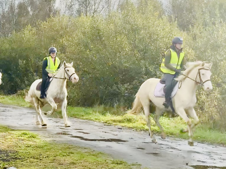 Cob Gelding 6 years 14,3 hh Gray in Mountrath