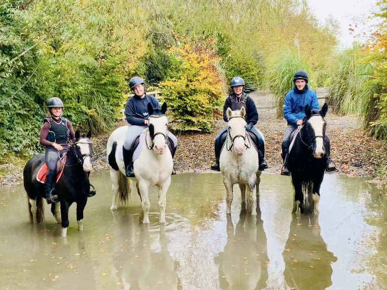 Cob Gelding 6 years 14,3 hh Gray in Mountrath