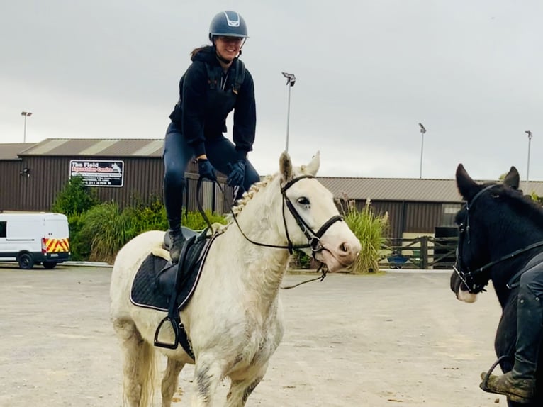 Cob Gelding 6 years 14,3 hh Gray in Mountrath