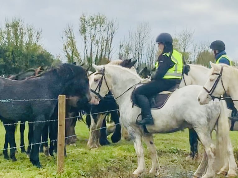 Cob Gelding 6 years 14,3 hh Gray in Mountrath