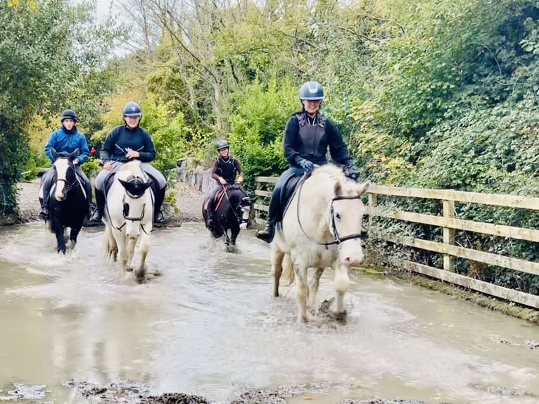 Cob Gelding 6 years 14,3 hh Gray in Mountrath