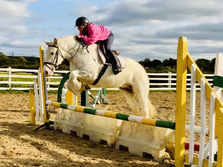 Cob Gelding 6 years 14,3 hh Gray in Mountrath