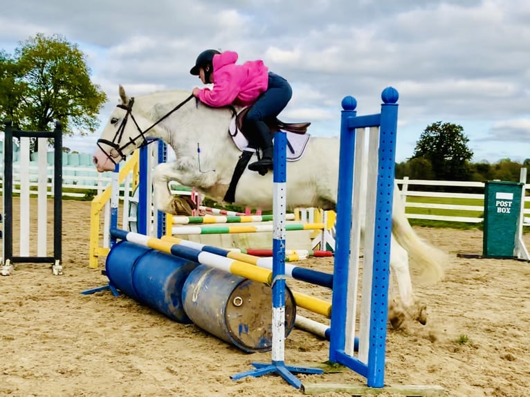 Cob Gelding 6 years 14,3 hh Gray in Mountrath