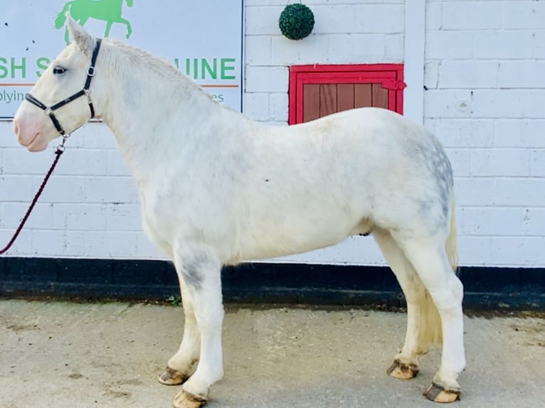 Cob Gelding 6 years 14,3 hh Gray in Mountrath