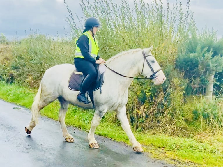 Cob Gelding 6 years 14,3 hh Gray in Mountrath