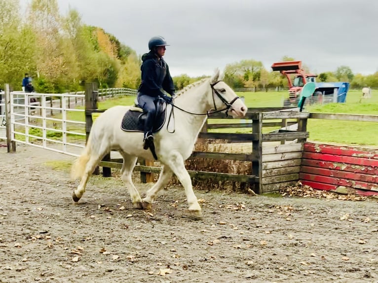 Cob Gelding 6 years 14,3 hh Gray in Mountrath