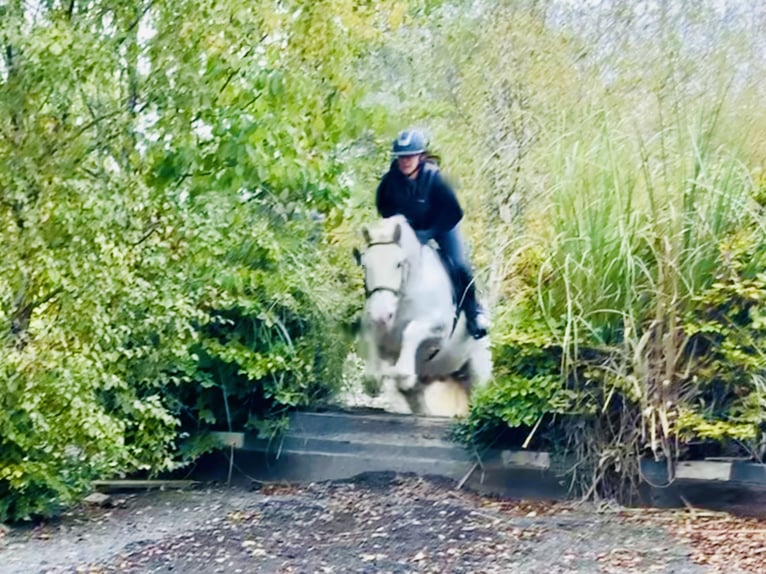 Cob Gelding 6 years 14,3 hh Gray in Mountrath