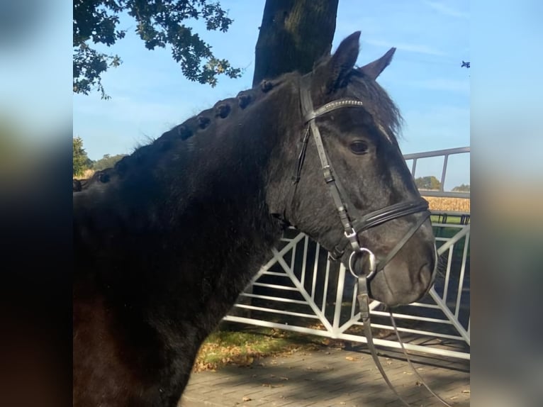 Cob Gelding 6 years 15,1 hh Black in Hopsten