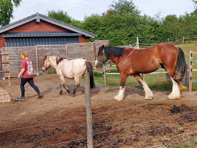 Cob Gelding 6 years 15.2 hh Brown in Sevenig (Our)