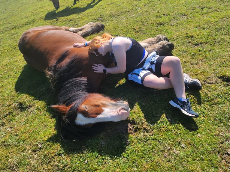 Cob Gelding 6 years 15.2 hh Brown in Sevenig (Our)