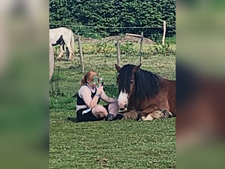Cob Gelding 6 years 15.2 hh Brown in Sevenig (Our)