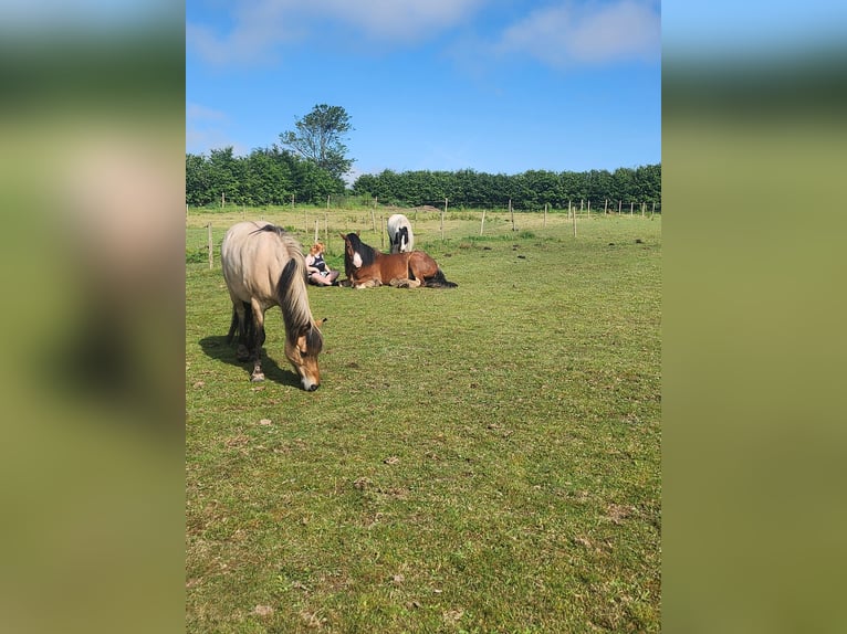 Cob Gelding 6 years 15,2 hh Brown in Sevenig (Our)