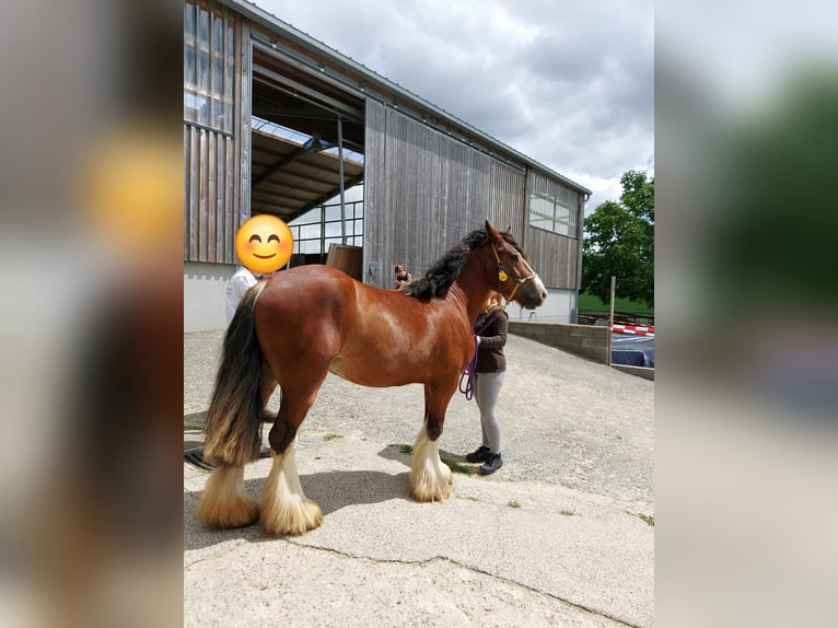 Cob Gelding 6 years 15,2 hh Brown in Sevenig (Our)