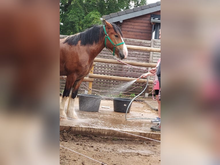 Cob Gelding 6 years 15,2 hh Brown in Sevenig (Our)