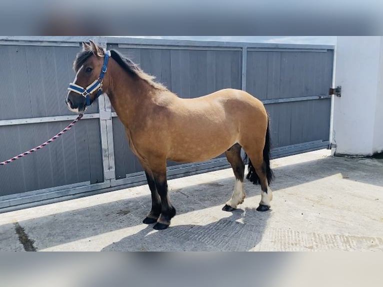 Cob Gelding 7 years 13 hh Dun in Sligo