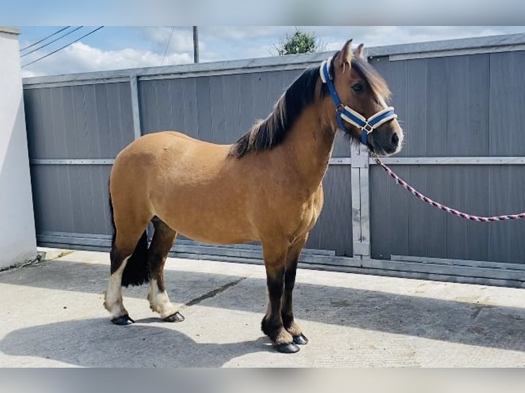 Cob Gelding 7 years 13 hh Dun in Sligo