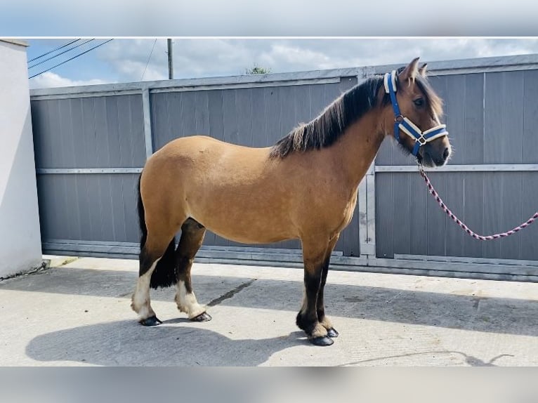 Cob Gelding 7 years 13 hh Dun in Sligo