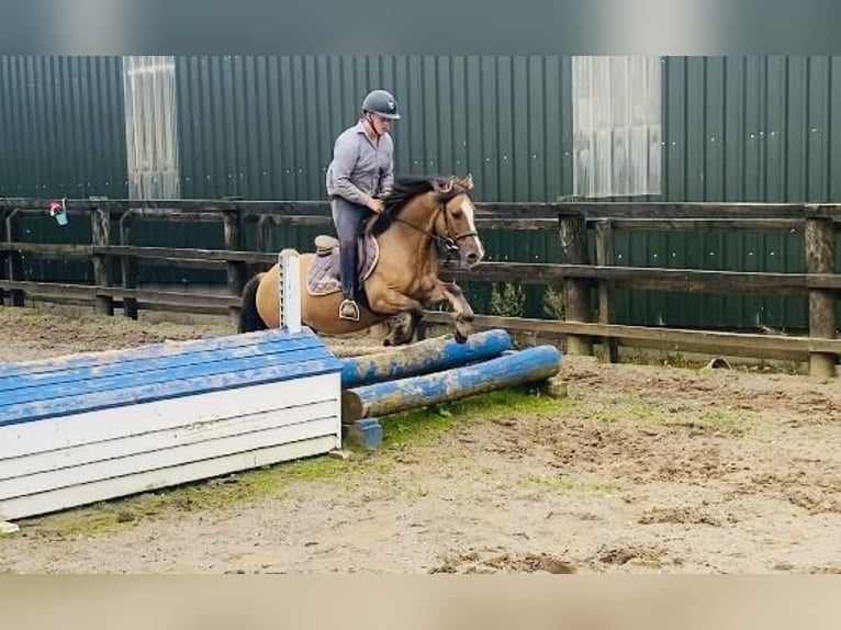 Cob Gelding 7 years 13 hh Dun in Sligo