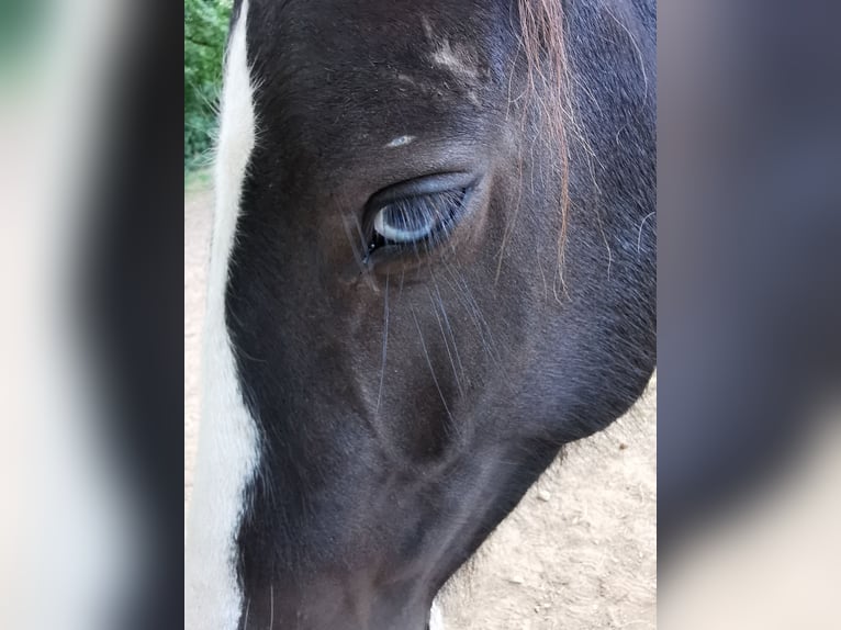 Cob Gelding 7 years 14,1 hh Tobiano-all-colors in Poullaouen