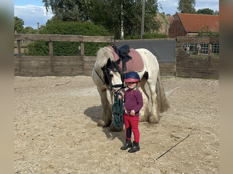 Cob Gelding 7 years 14,1 hh Tobiano-all-colors in Trebbin