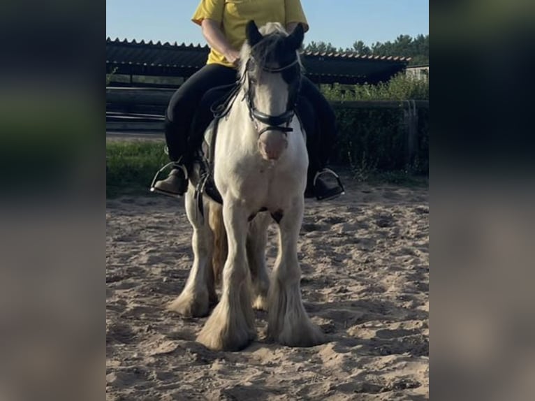 Cob Gelding 7 years 14,1 hh Tobiano-all-colors in Trebbin
