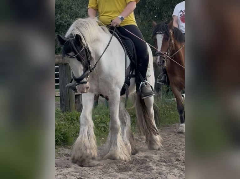 Cob Gelding 7 years 14,1 hh Tobiano-all-colors in Trebbin