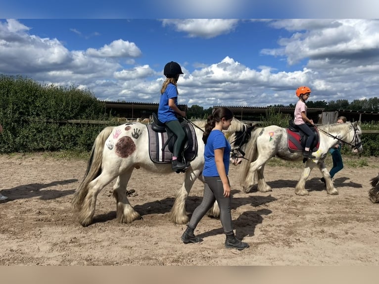 Cob Gelding 7 years 14,1 hh Tobiano-all-colors in Trebbin
