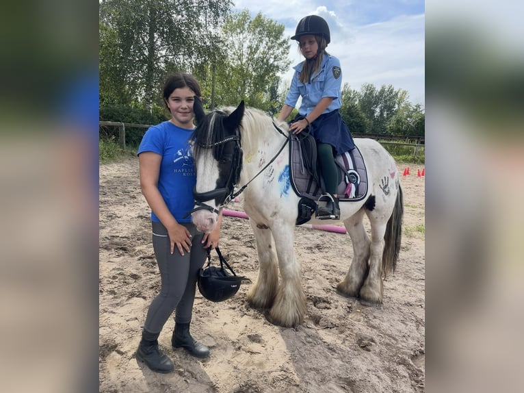 Cob Gelding 7 years 14,1 hh Tobiano-all-colors in Trebbin