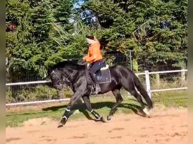 Cob Gelding 7 years 15.2 hh Black in Lezno Gorne