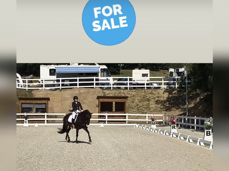 Cob Gelding 7 years 15.2 hh Black in Lezno Gorne