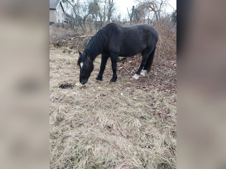 Cob Mix Gelding 7 years 16 hh Black in Ronchamp