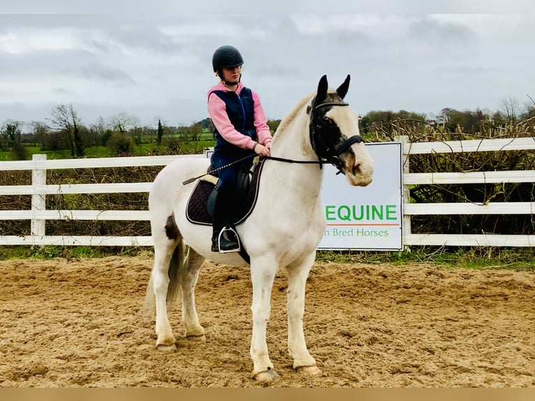 Cob Gelding 8 years 14,1 hh Pinto in Mountrath