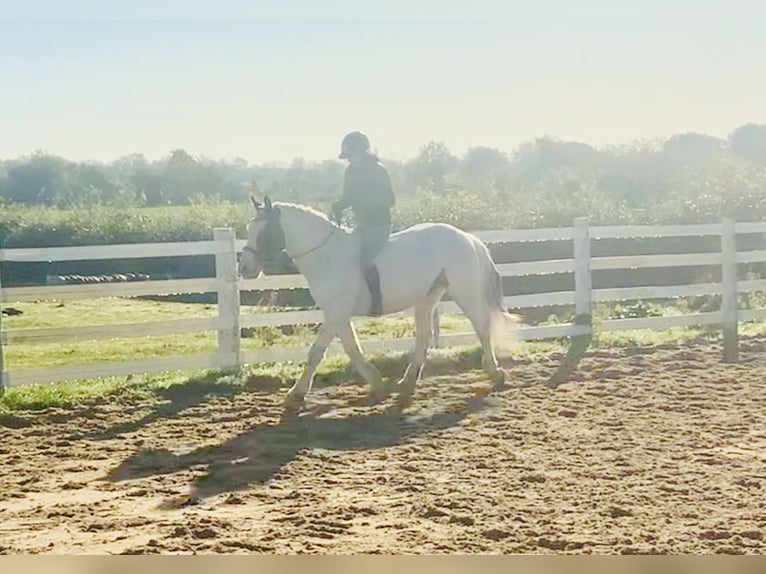 Cob Gelding 8 years 14,1 hh Pinto in Mountrath