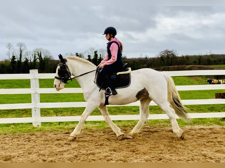 Cob Gelding 8 years 14,1 hh Pinto in Mountrath