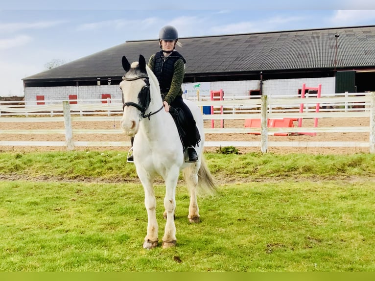 Cob Gelding 8 years 14,1 hh Pinto in Mountrath