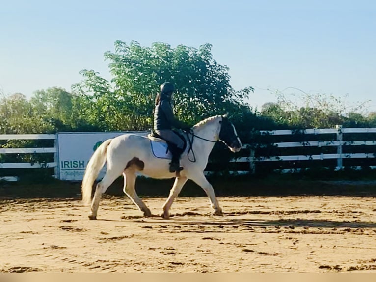 Cob Gelding 8 years 14,1 hh Pinto in Mountrath