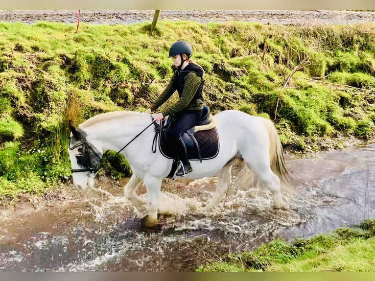 Cob Gelding 8 years 14,1 hh Pinto in Mountrath