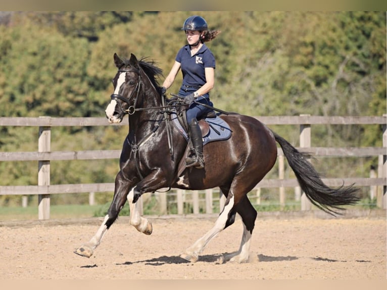 Cob Mix Gelding 8 years 15.2 hh Black in grantham, Lincs