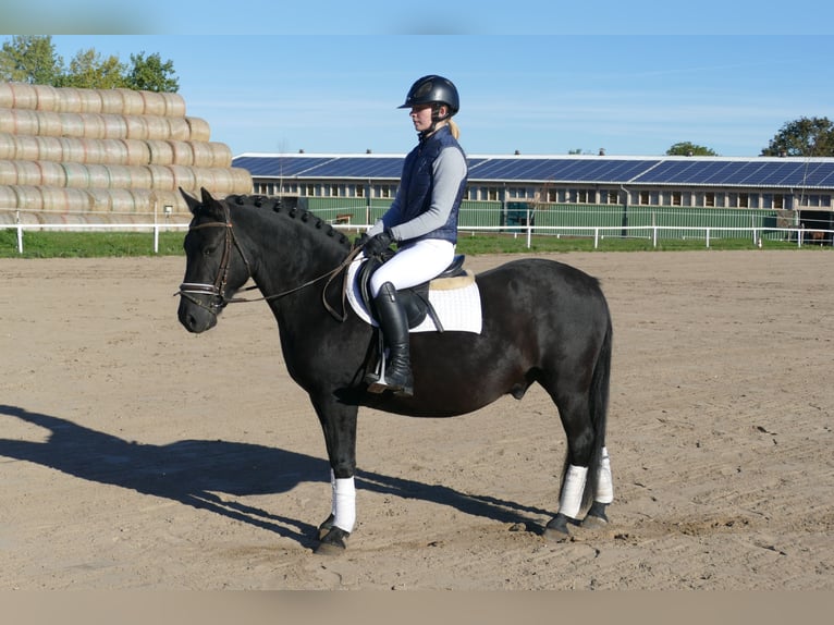 Cob Gelding 9 years 13,2 hh Black in Ganschow