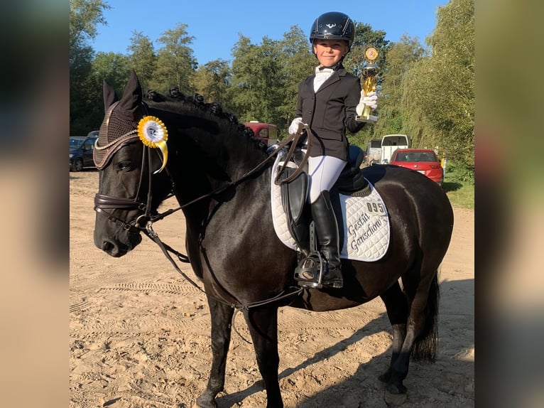 Cob Gelding 9 years 13,2 hh Black in Ganschow
